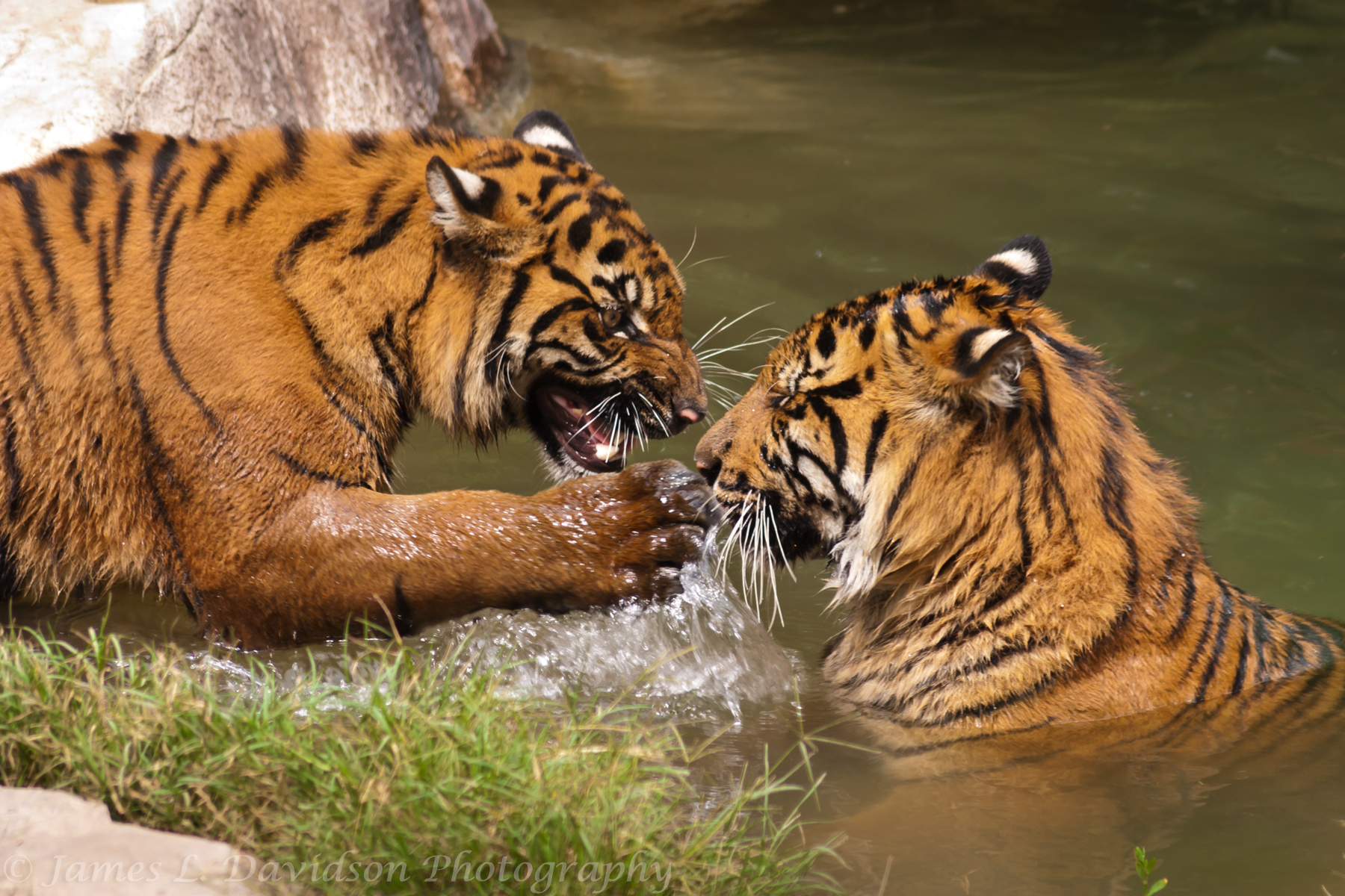 BengalTigers Playing in the Water