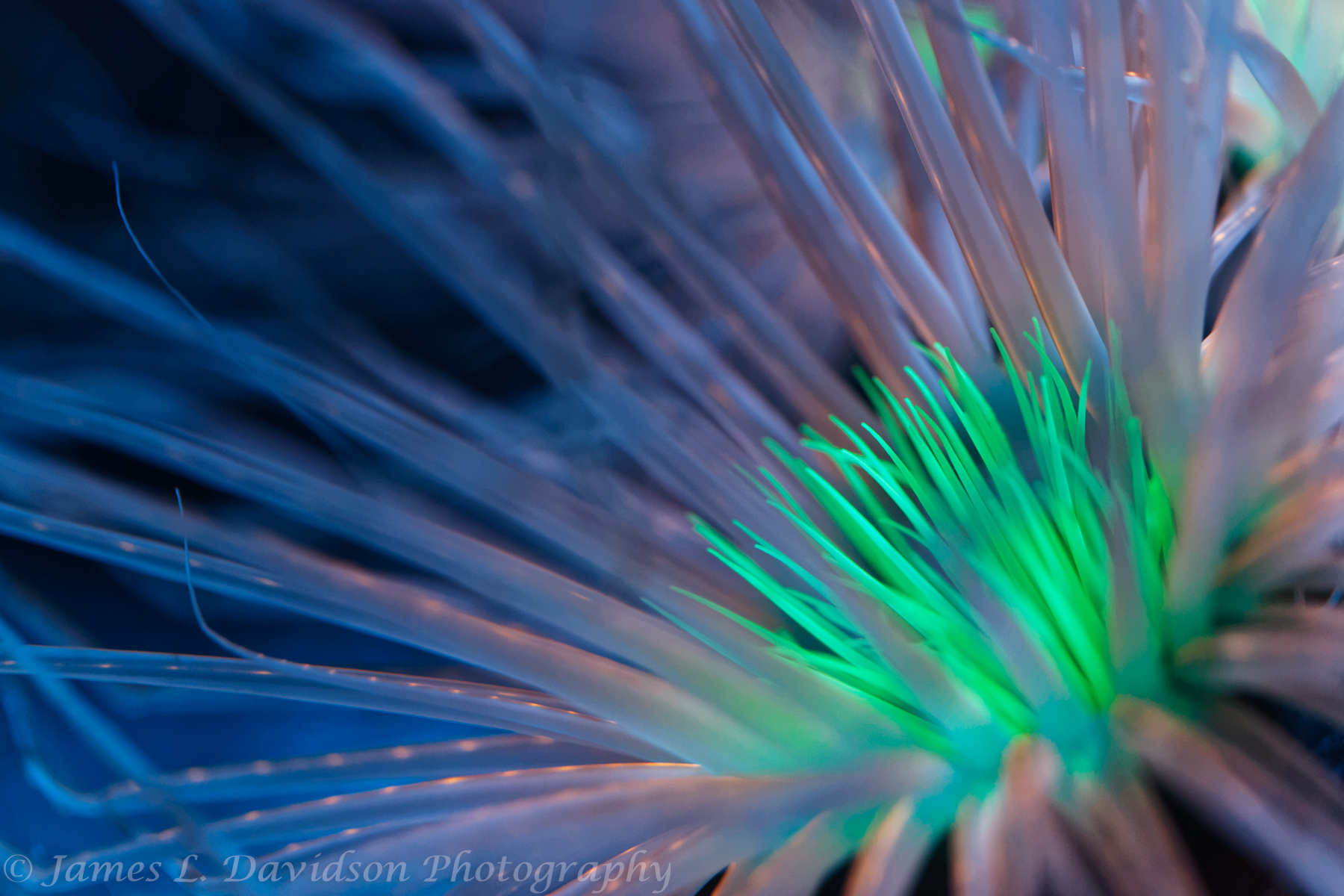 Bioluminescent Anemone