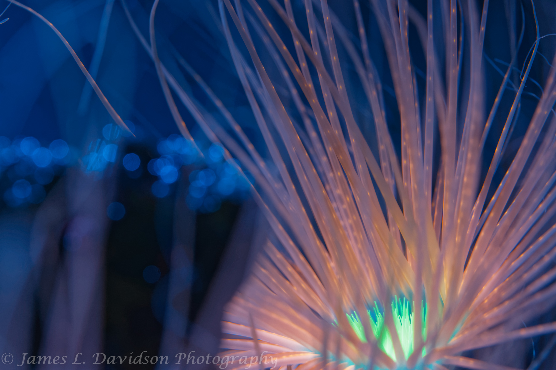 Bioluminescent Anemone_1