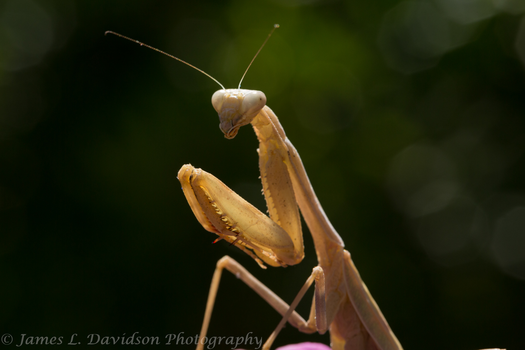 Brown Mantis