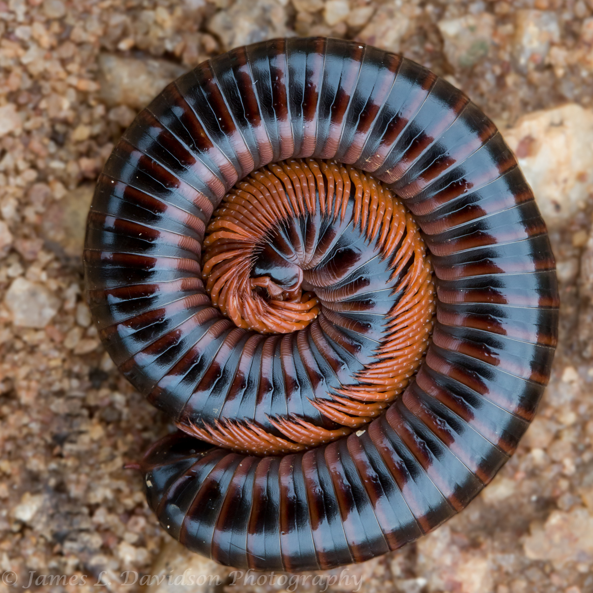Curled Centipede
