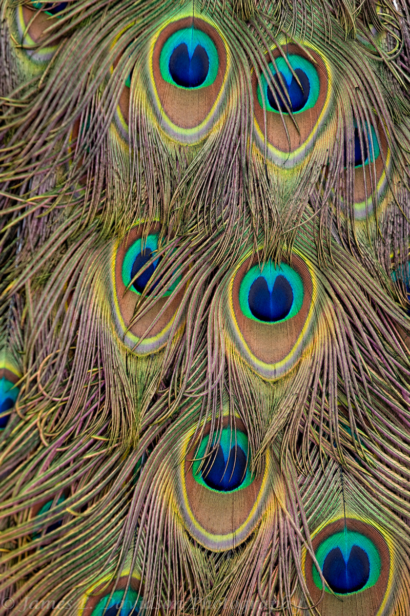 Golden Peacock Feathers