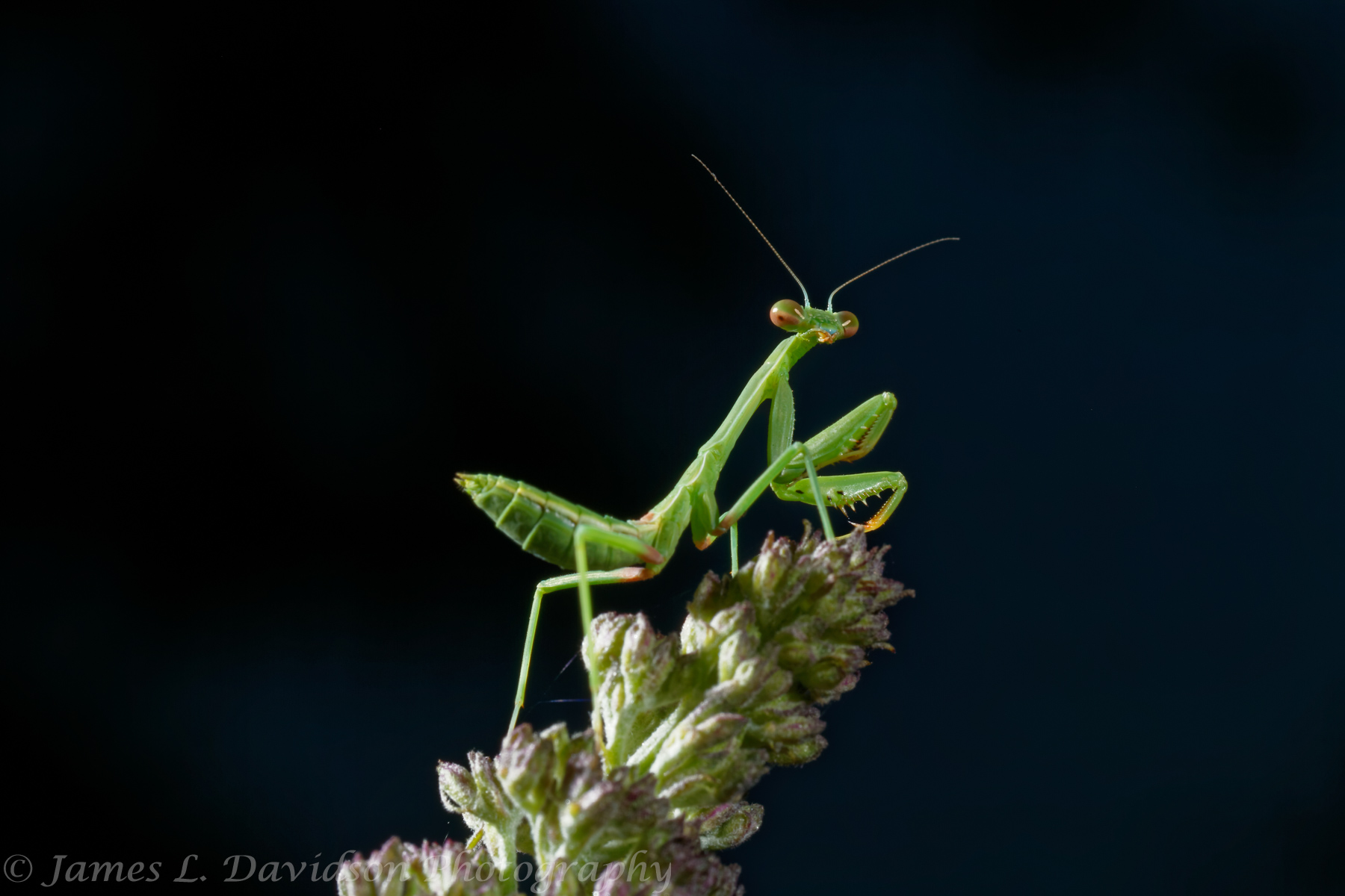 Mantis