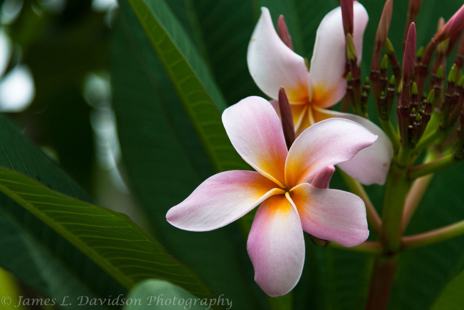 Plumeria