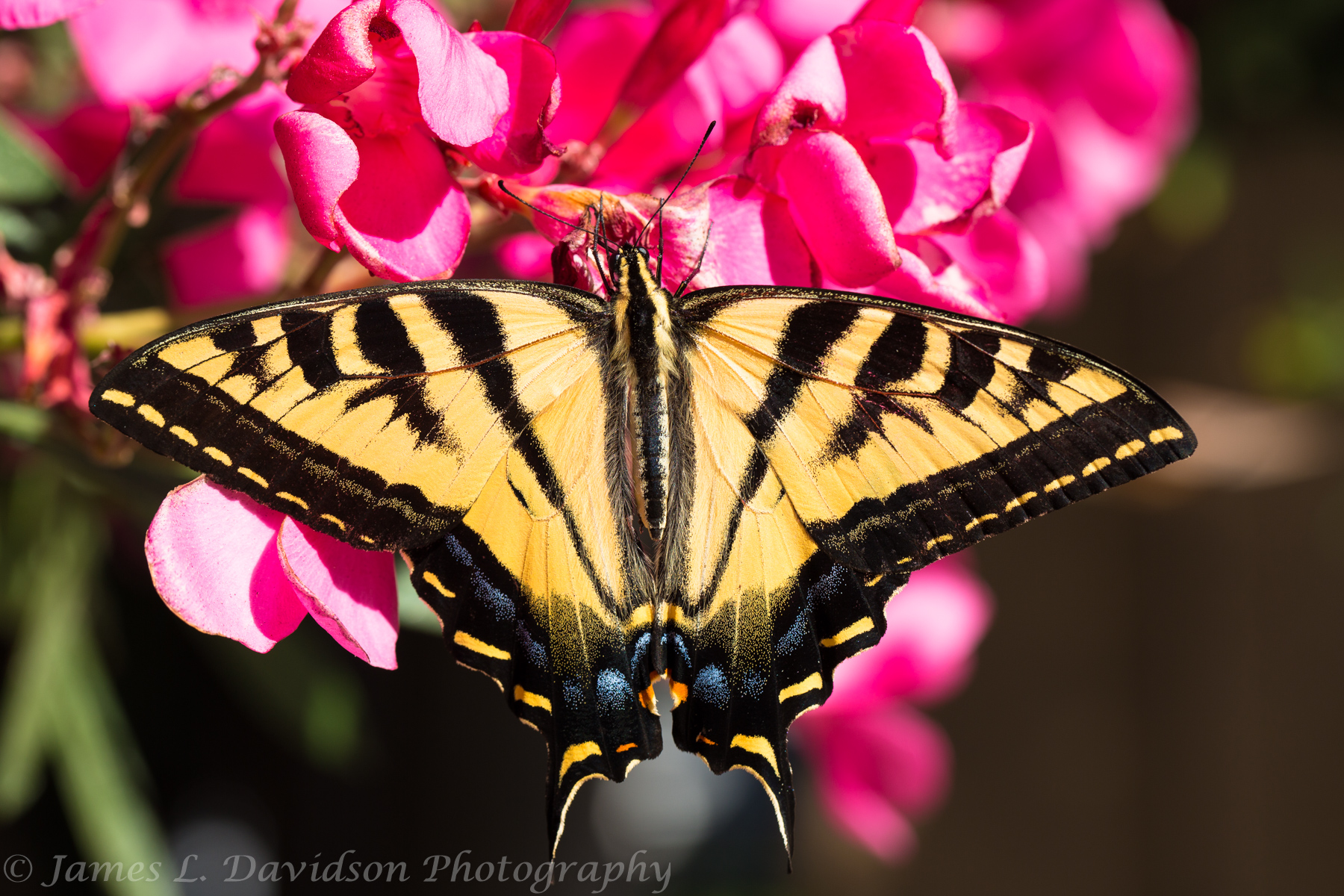 Yellow Tiger SwallowTail on Oleander