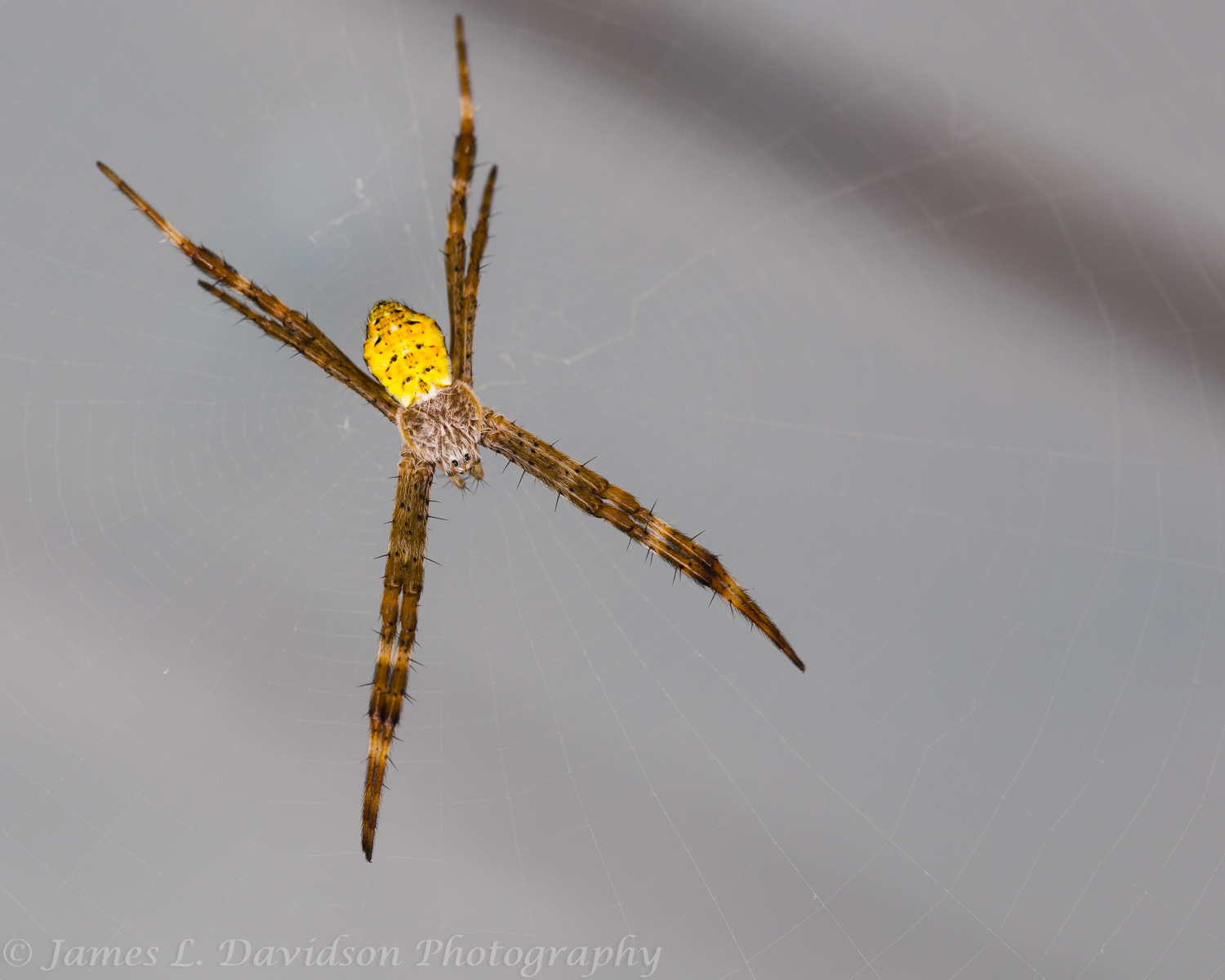 Young Hawaiian Garden Spider Isolated on Gray